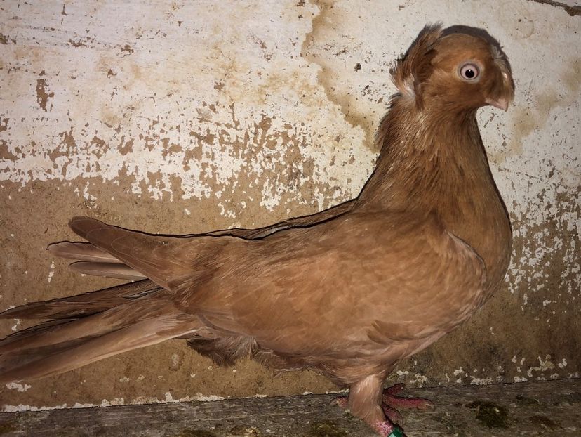 6921  femelă  2019 - Plecați ALBUM 2