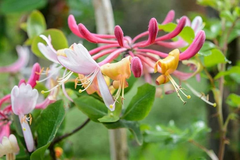  - LONICERA