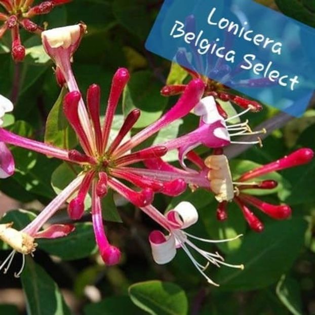  - LONICERA