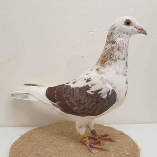  - NU AMI APARTIN 2020