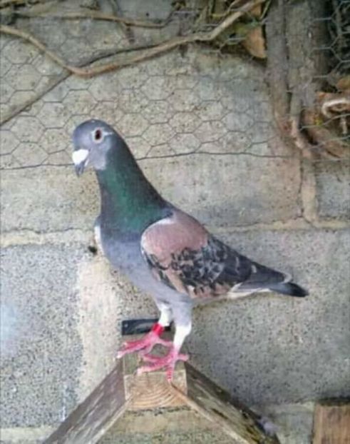  - NU AMI APARTIN 2020