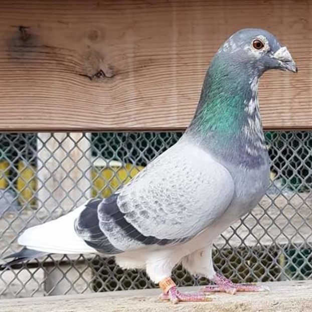  - NU AMI APARTIN 2020