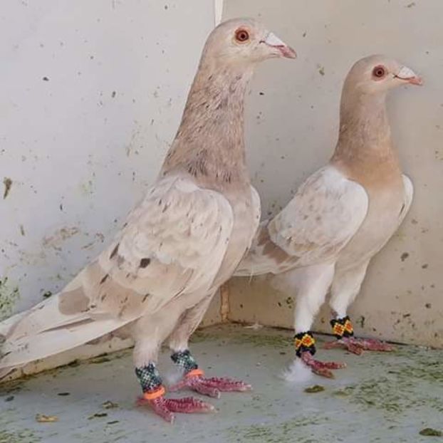  - NU AMI APARTIN 2020