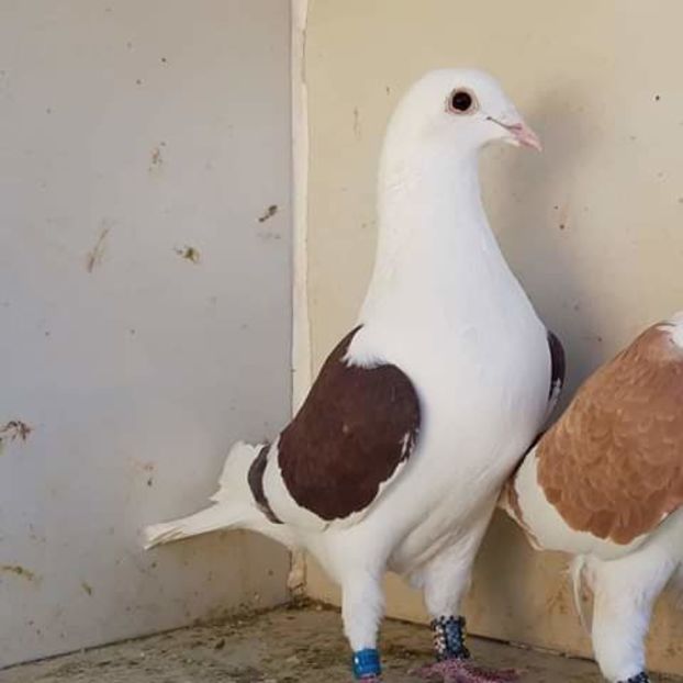  - NU AMI APARTIN 2020