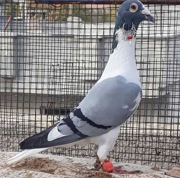  - NU AMI APARTIN 2020