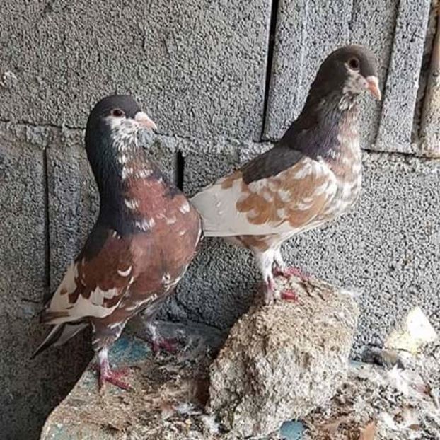  - NU AMI APARTIN 2020