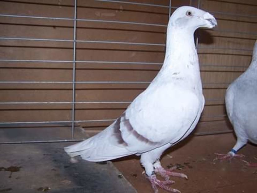  - NU AMI APARTIN 2020