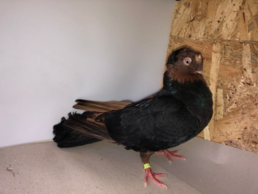 9029  femelă  2017 - A - perechi 2022