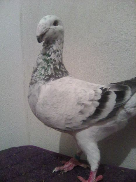 Photo0226 - De vanzare 2019