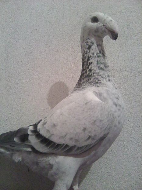 Photo0229 - De vanzare 2019