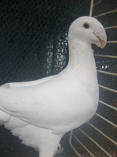 Photo0193 - De vanzare 2019