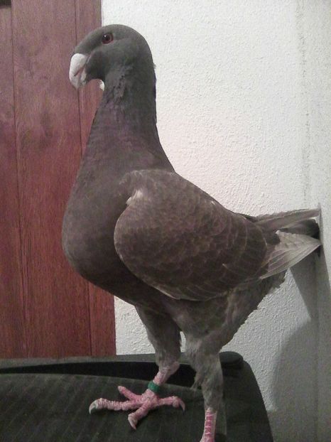 Photo0123 - De vanzare 2019