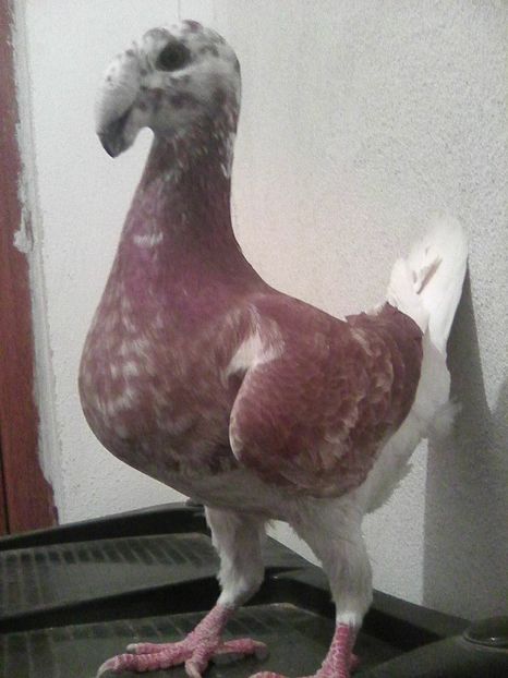 Photo0134 - De vanzare 2019