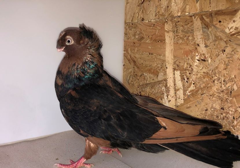 9029  femelă  AC  Milan  2017 - 00001 porumbei dragi mie arhivă