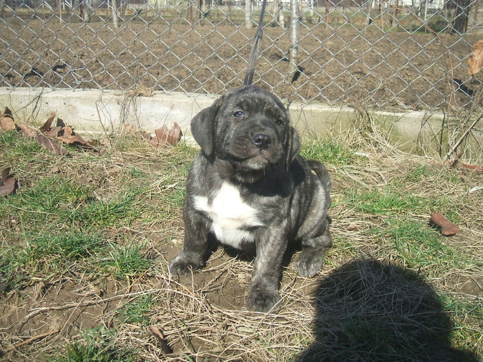 woda - tineret promitator Dogo Canario