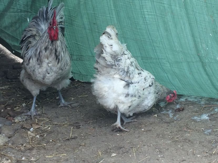  - d- Australorp 2020