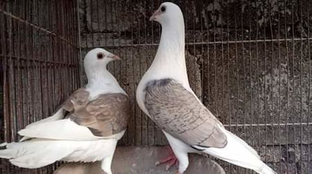  - NU AMI APARTIN 2020