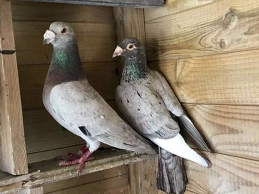  - NU AMI APARTIN 2020