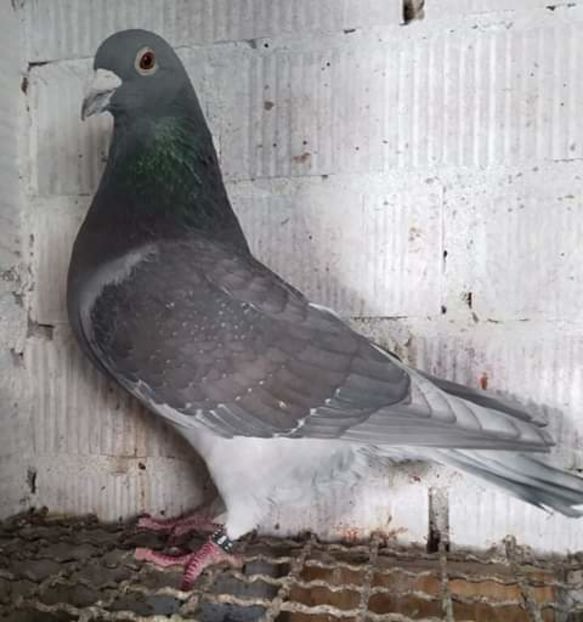  - NU AMI APARTIN 2020