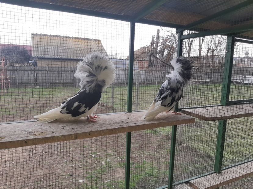  - GULERATI MARIA STUART