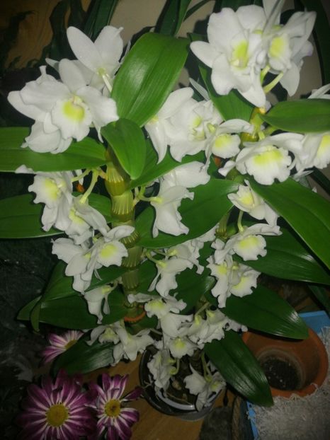 GC - Orhidee