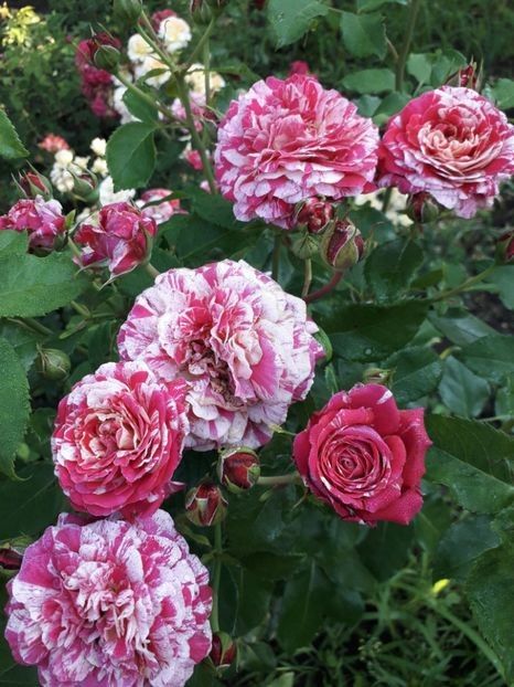 Abracadabra 30 - 00 Disponibil toamna 2023