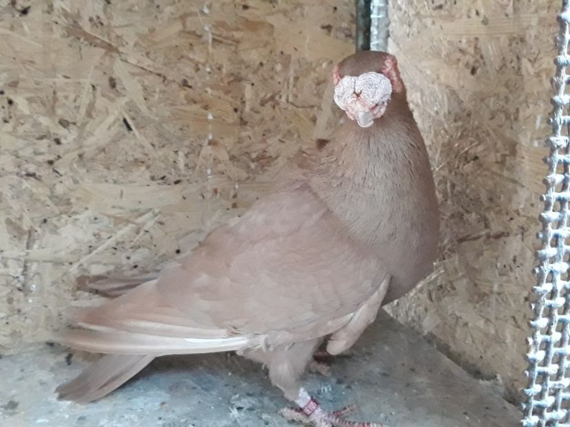 M 18 - Indian german 2020