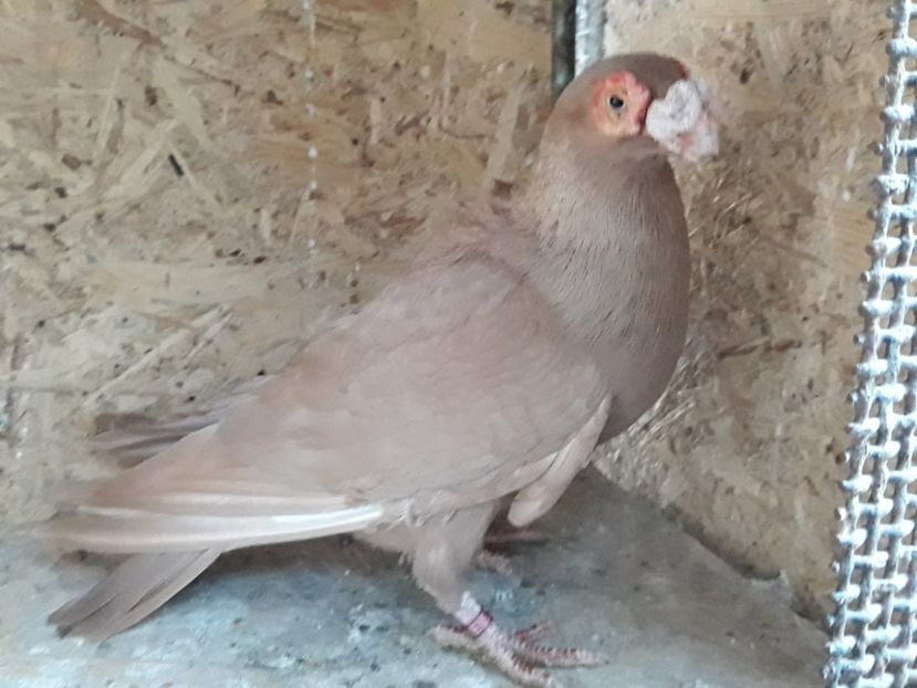  - Indian german 2020