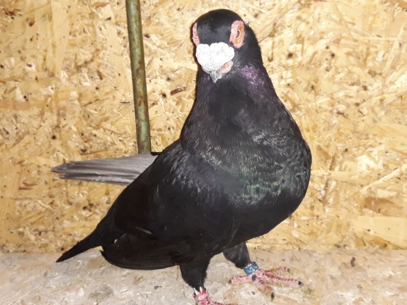 F 18 - Indian german 2020