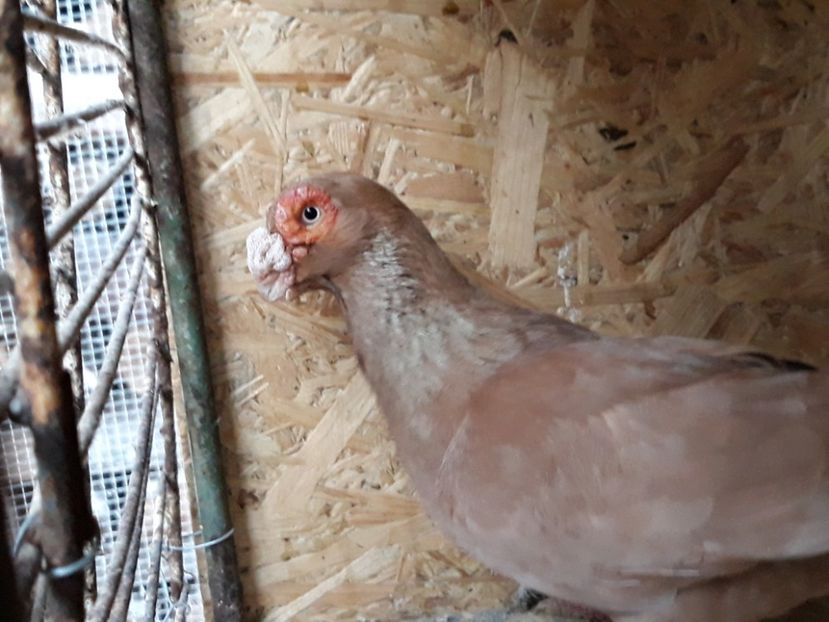 M 18 - Indian german 2020