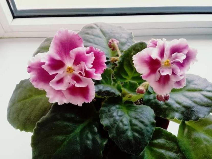 Poza Eliza - Moroznaya Vishnya