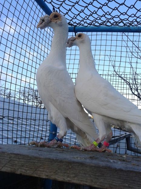 M+F - carieri 2020 de vinzare