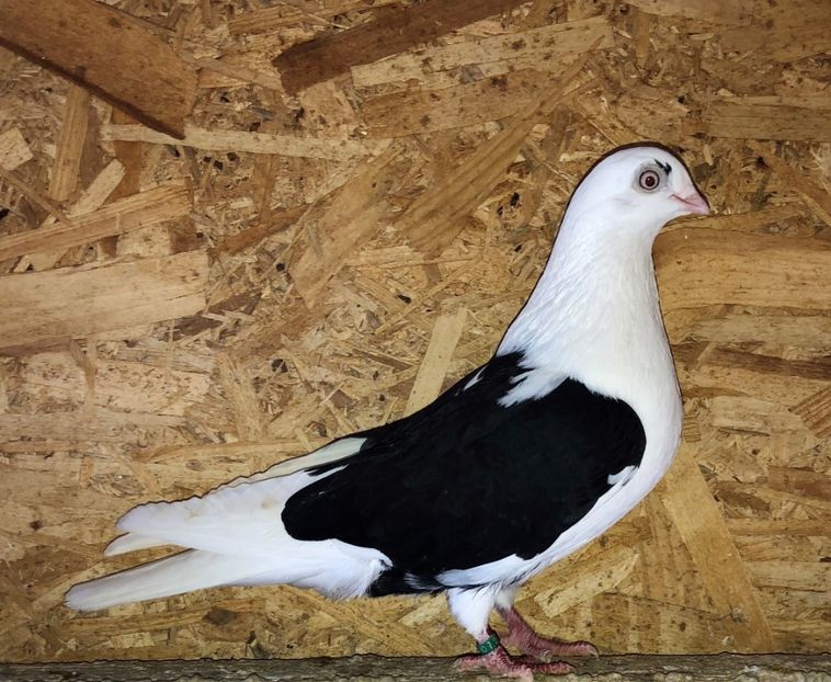 6818  femelă  2019 - B - perechi 2022