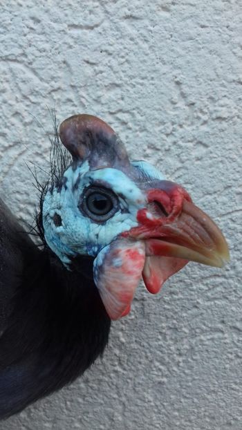 perlhuhn - 00001Contact