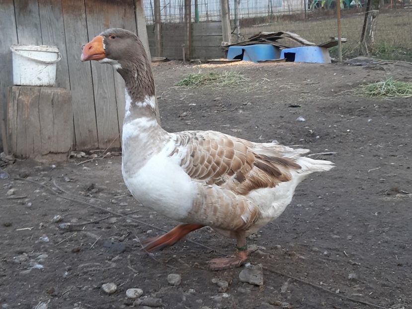  - Gaste Tula 2021 - Tula geese Tula kampfganse Tula oie