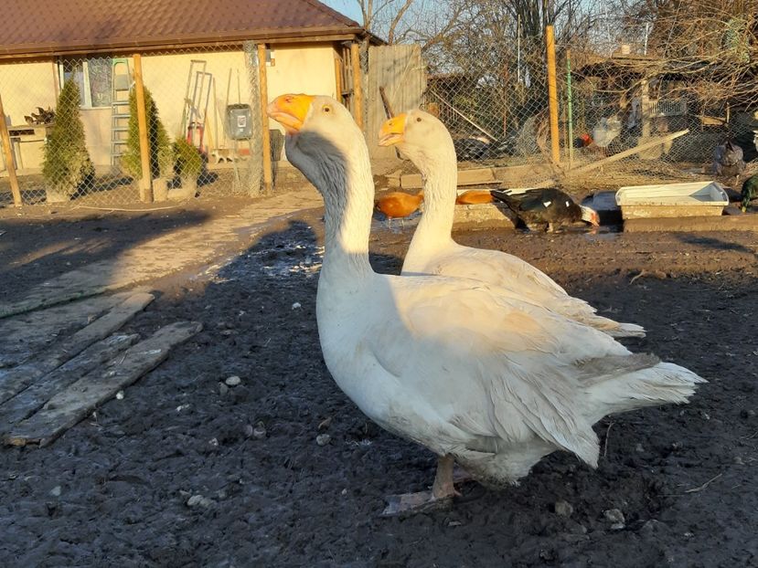  - Gaste Tula 2021 - Tula geese Tula kampfganse Tula oie