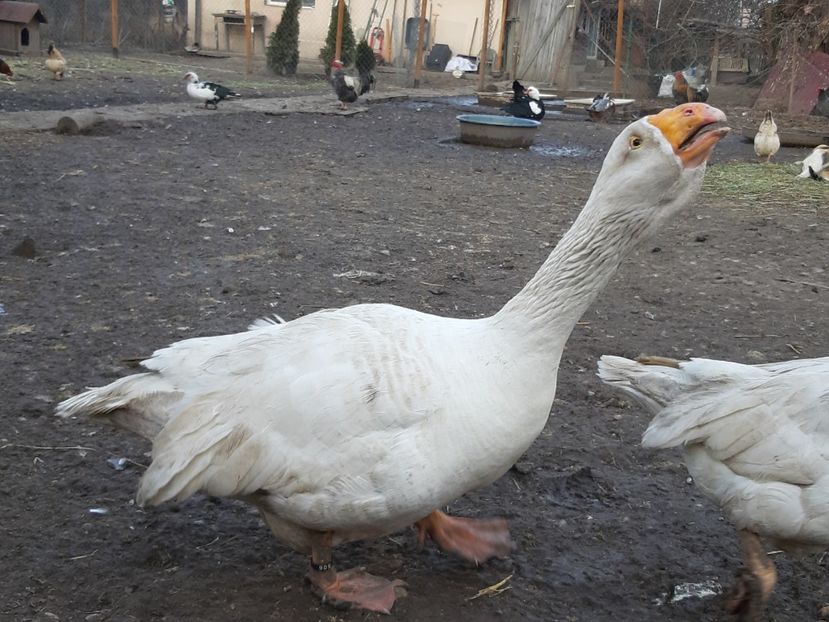  - Gaste Tula 2021 - Tula geese Tula kampfganse Tula oie