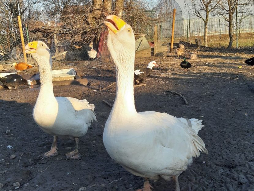  - Gaste Tula 2021 - Tula geese Tula kampfganse Tula oie