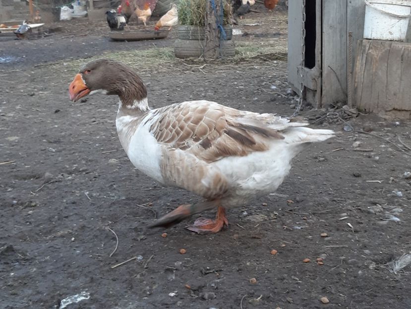  - Gaste Tula 2021 - Tula geese Tula kampfganse Tula oie