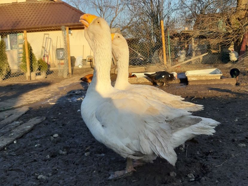  - Gaste Tula 2021 - Tula geese Tula kampfganse Tula oie