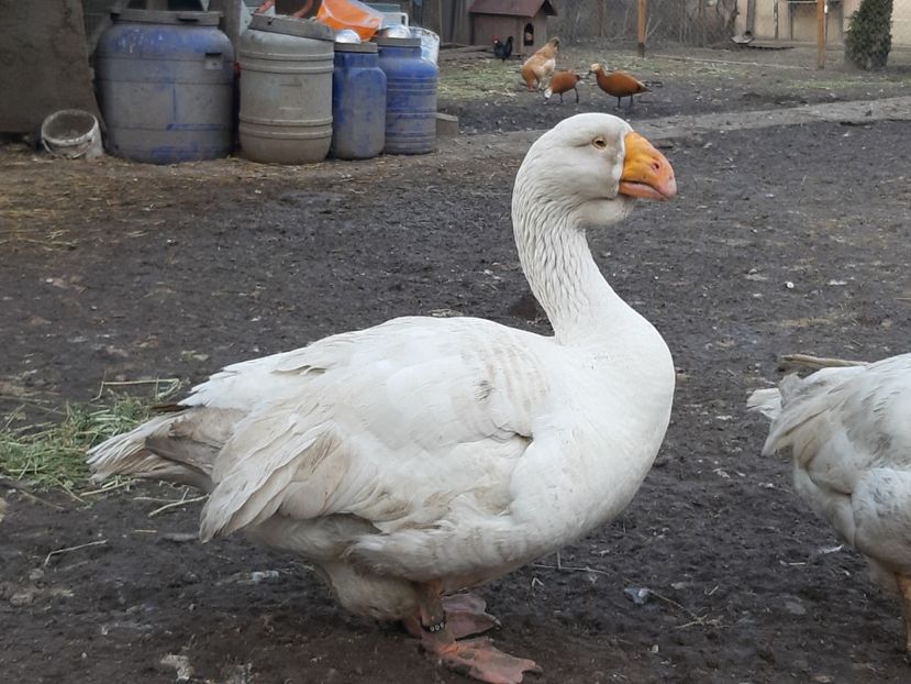  - Gaste Tula 2021 - Tula geese Tula kampfganse Tula oie