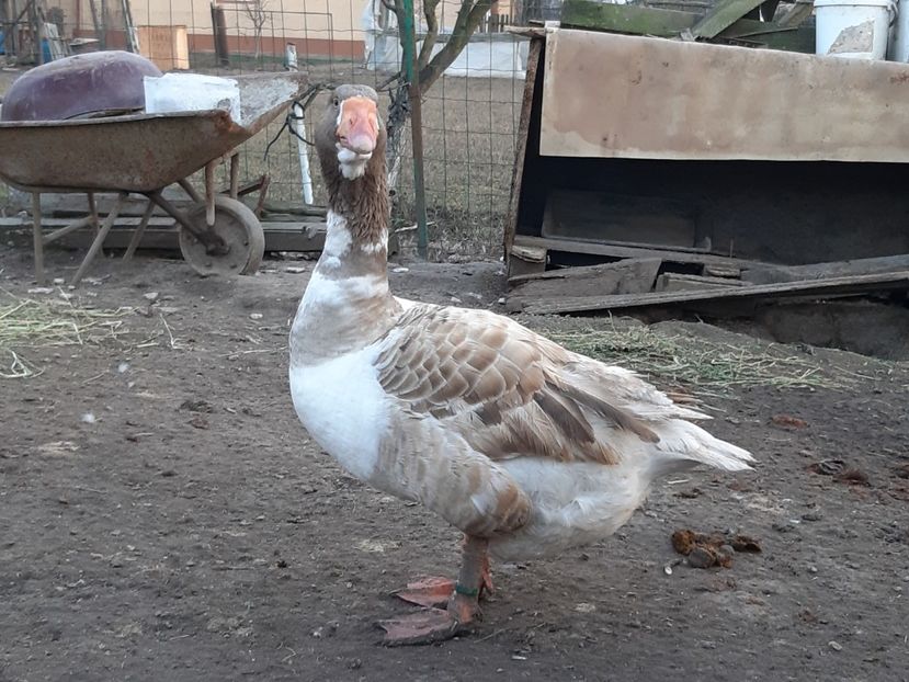  - Gaste Tula 2021 - Tula geese Tula kampfganse Tula oie