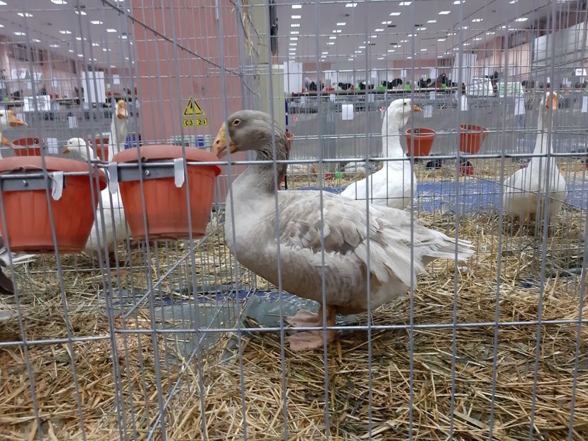  - Gaste Tula 2021 - Tula geese Tula kampfganse Tula oie