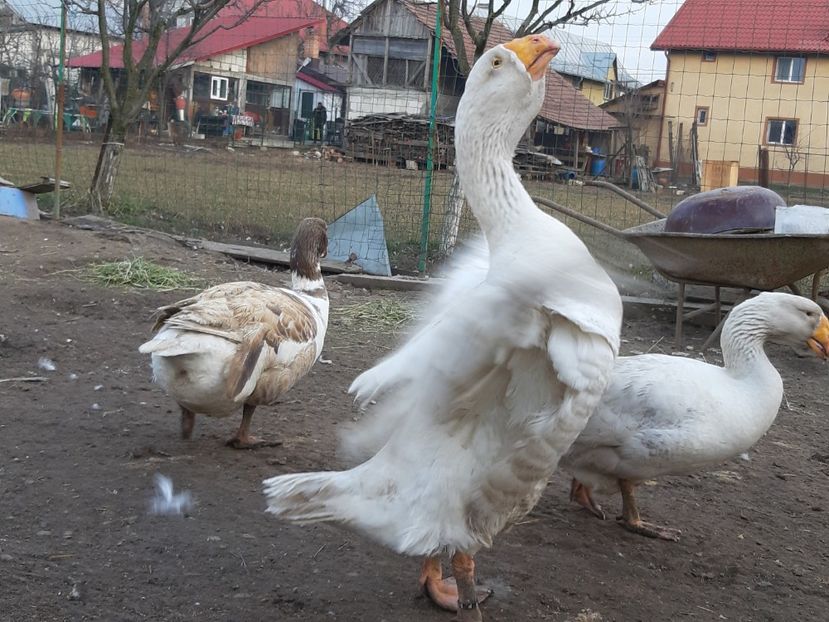  - Gaste Tula 2021 - Tula geese Tula kampfganse Tula oie