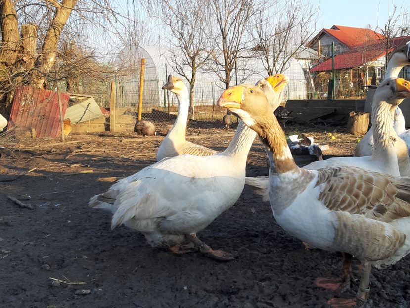  - Gaste Tula 2021 - Tula geese Tula kampfganse Tula oie