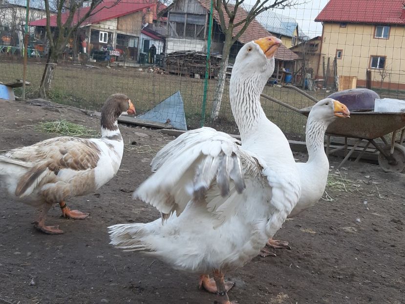  - Gaste Tula 2021 - Tula geese Tula kampfganse Tula oie