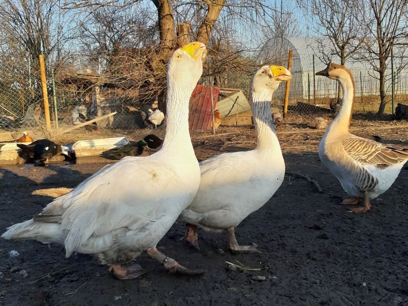  - Gaste Tula 2021 - Tula geese Tula kampfganse Tula oie