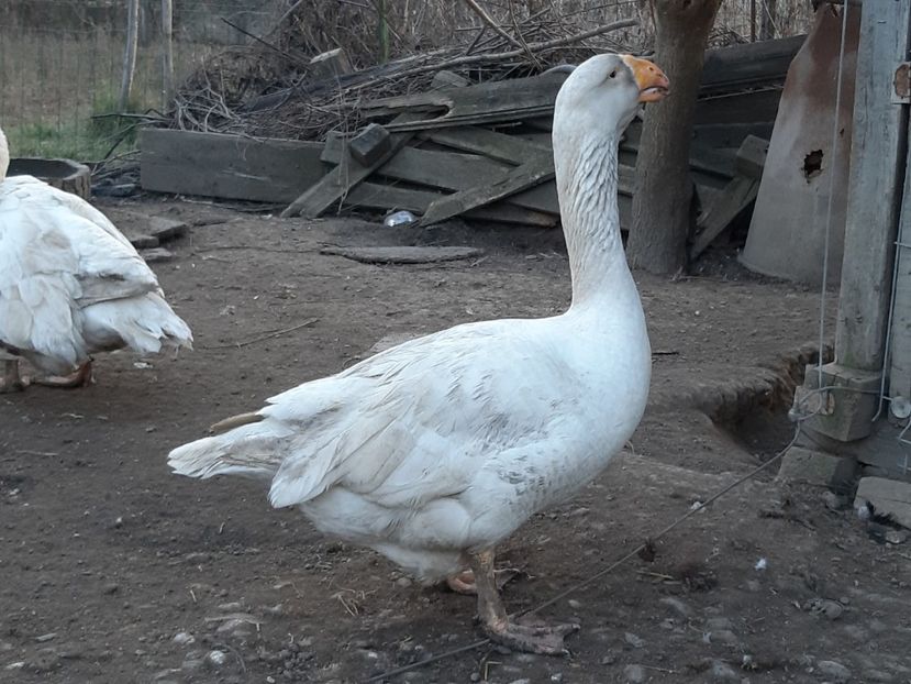  - Gaste Tula 2021 - Tula geese Tula kampfganse Tula oie