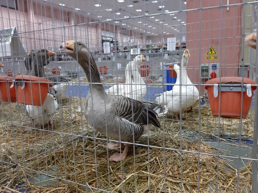  - Gaste Tula 2021 - Tula geese Tula kampfganse Tula oie