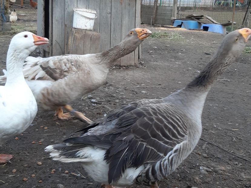  - Gaste Tula 2021 - Tula geese Tula kampfganse Tula oie